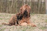 BRIARD 188